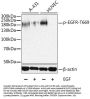 EGFR (pT693) Antibody