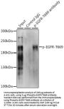 EGFR (pT693) Antibody