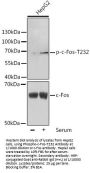 Proto-Oncogene C-Fos (pT232) (FOS) Antibody