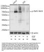RAF1 (pS621) Antibody