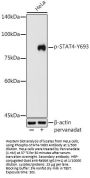 Signal Transducer and Activator of Transcription 4 Phospho-Tyr693 (STAT4 pY693) Antibody