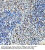Vasodilator Stimulated Phosphoprotein Phospho-Ser239 (VASP pS239) Antibody