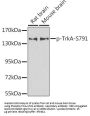NTRK1 (pS791) Antibody