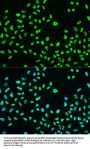 Breast Cancer Type 1 Susceptibility Protein Phospho-Ser988 (BRCA1 pS988) Antibody