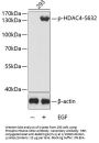 Histone Deacetylase 4 Phospho-Ser632 (HDAC4 pS632) Antibody
