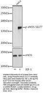 NOS3 (pS1177) Antibody