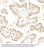 Yes Associated Protein 1 Phospho-Ser127 (YAP1 pS127) Antibody