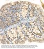 Yes Associated Protein 1 Phospho-Ser127 (YAP1 pS127) Antibody