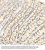 Yes Associated Protein 1 Phospho-Ser127 (YAP1 pS127) Antibody