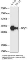 NAD(P)H Dehydrogenase, Quinone 1 (NQO1) Antibody