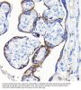 Growth Differentiation Factor 15 (GDF15) Antibody