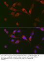 Growth Differentiation Factor 15 (GDF15) Antibody
