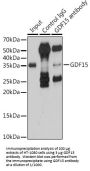 Growth Differentiation Factor 15 (GDF15) Antibody