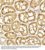 Cyclic AMP-Dependent Transcription Factor ATF-6 Alpha (ATF6) Antibody