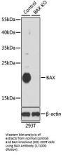 Bcl2 Associated X Protein (BAX) Antibody