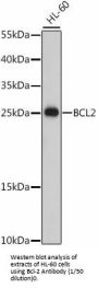 Apoptosis Regulator Bcl-2 (BCL2) Antibody