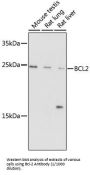 Apoptosis Regulator Bcl-2 (BCL2) Antibody