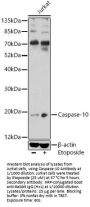 Caspase 10 (CASP10) Antibody