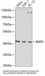 Bone Morphogenetic Protein 2 (BMP2) Antibody