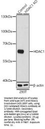 Histone Deacetylase 1 (HDAC1) Antibody