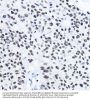 Histone Deacetylase 1 (HDAC1) Antibody