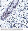 Histone Deacetylase 1 (HDAC1) Antibody
