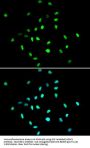 Histone Deacetylase 1 (HDAC1) Antibody