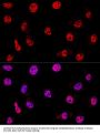 Histone Deacetylase 1 (HDAC1) Antibody