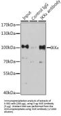 Inhibitor of Nuclear Factor Kappa B Kinase Subunit Epsilon (IKBKE) Antibody