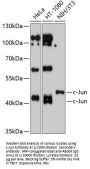 Transcription Factor Jun (Jun) Antibody