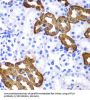 Keratin 19 (KRT19) Antibody