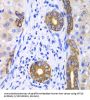 Keratin 19 (KRT19) Antibody