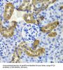 Keratin 19 (KRT19) Antibody