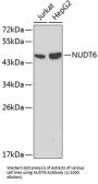 Antisense Basic Fibroblast Growth Factor (NUDT6) Antibody