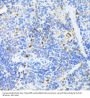 Proliferating Cell Nuclear Antigen (PCNA) Antibody
