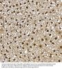 Peroxisome Proliferator Activated Receptor Gamma (PPARG) Antibody