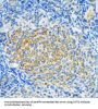 Sirtuin 2 (SIRT2) Antibody