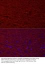 Microtubule Associated Protein 2 (MAP2) Antibody