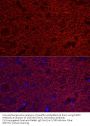 Microtubule Associated Protein 2 (MAP2) Antibody