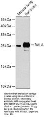 Ras-Related Protein Ral-A (RALA) Antibody