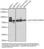 Heat Shock 70 kDa Protein 9 (HSPA9) Antibody