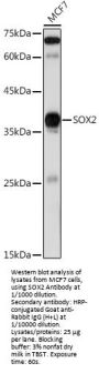 Transcription Factor SOX-2 (SOX2) Antibody