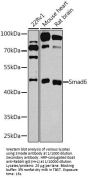 Mothers Against Decapentaplegic Homolog 6 (SMAD6) Antibody