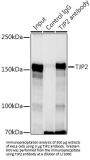 Tight Junction Protein ZO-2 (TJP2) Antibody