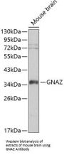 G Protein Alpha Z (GNAZ) Antibody