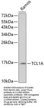 T-Cell Leukemia/lymphoma Protein 1A (TCL1A) Antibody