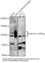 Sodium/Potassium-Transporting ATPase Subunit Alpha 1 (ATP1A1) Antibody