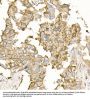 Sodium/Potassium-Transporting ATPase Subunit Alpha 1 (ATP1A1) Antibody