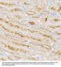 Sodium/Potassium-Transporting ATPase Subunit Alpha 1 (ATP1A1) Antibody