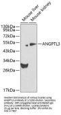 Angiopoietin-Related Protein 3 (ANGPTL3) Antibody